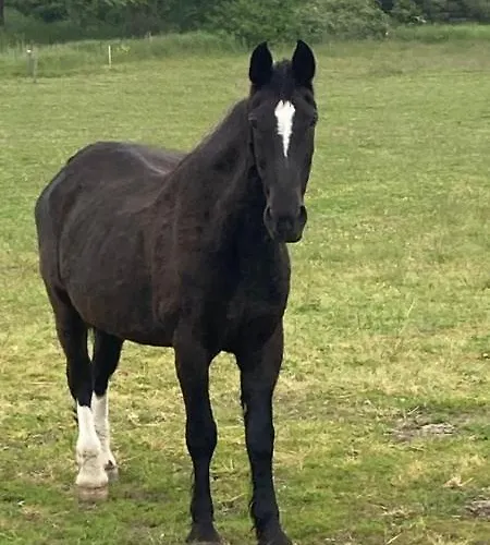 Laekkert Ved Lonstrup Hjørring